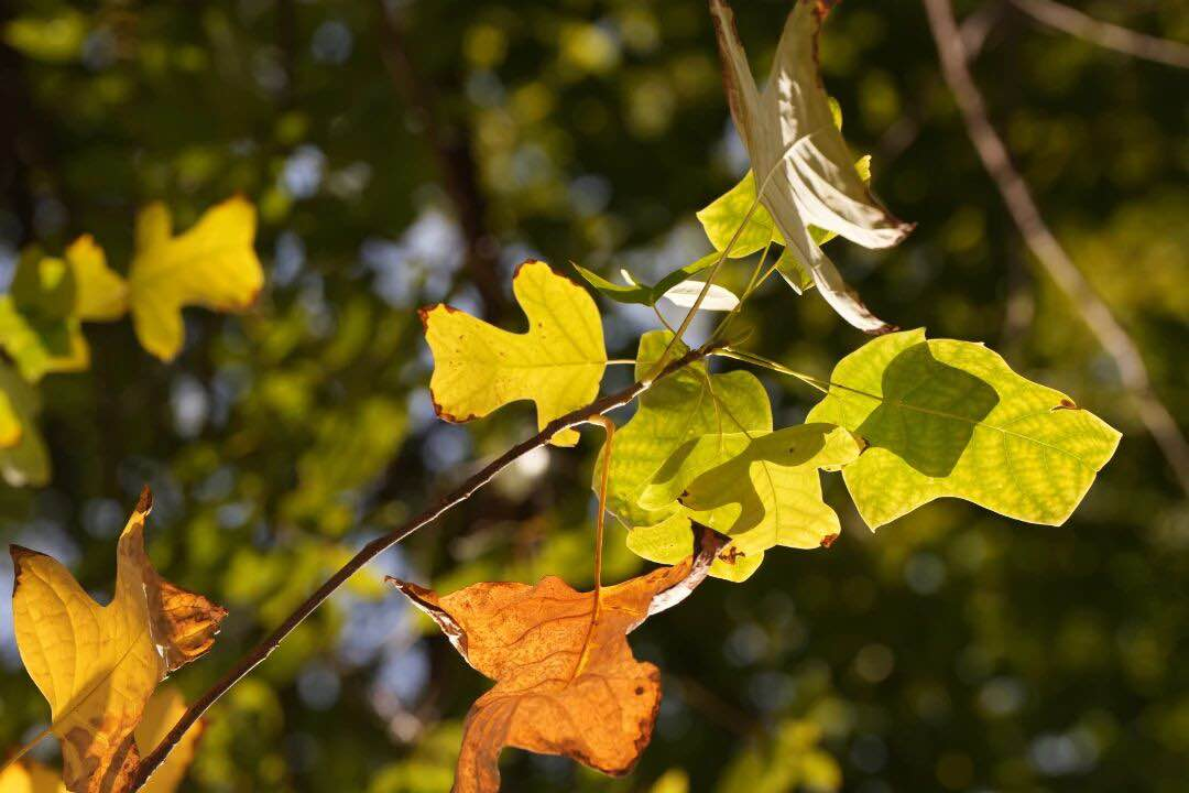 見納め間近、上海の落葉景観道路をお見逃しなく!