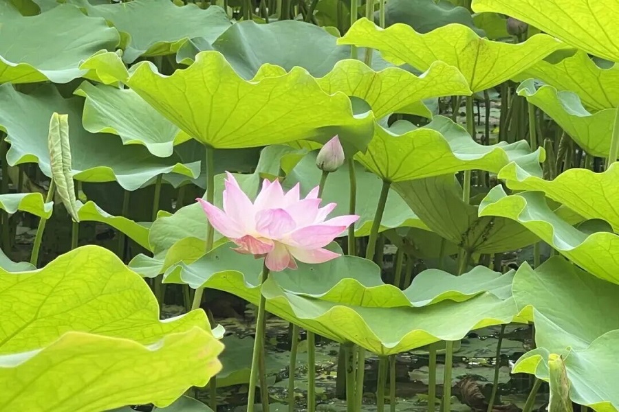 この夏行きたい!上海ハス観賞マップ
