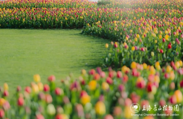 辰山植物园1.jpg 辰山植物园1.jpg