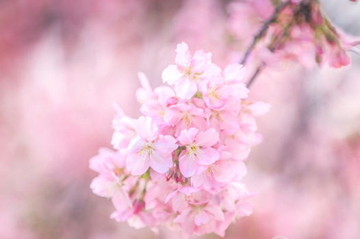 上海辰山植物園の河津桜が見頃を迎える