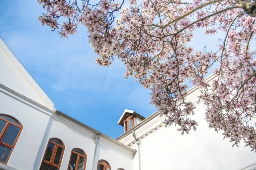 图1 天文台庭院中，几棵高大的百年二乔玉兰.png