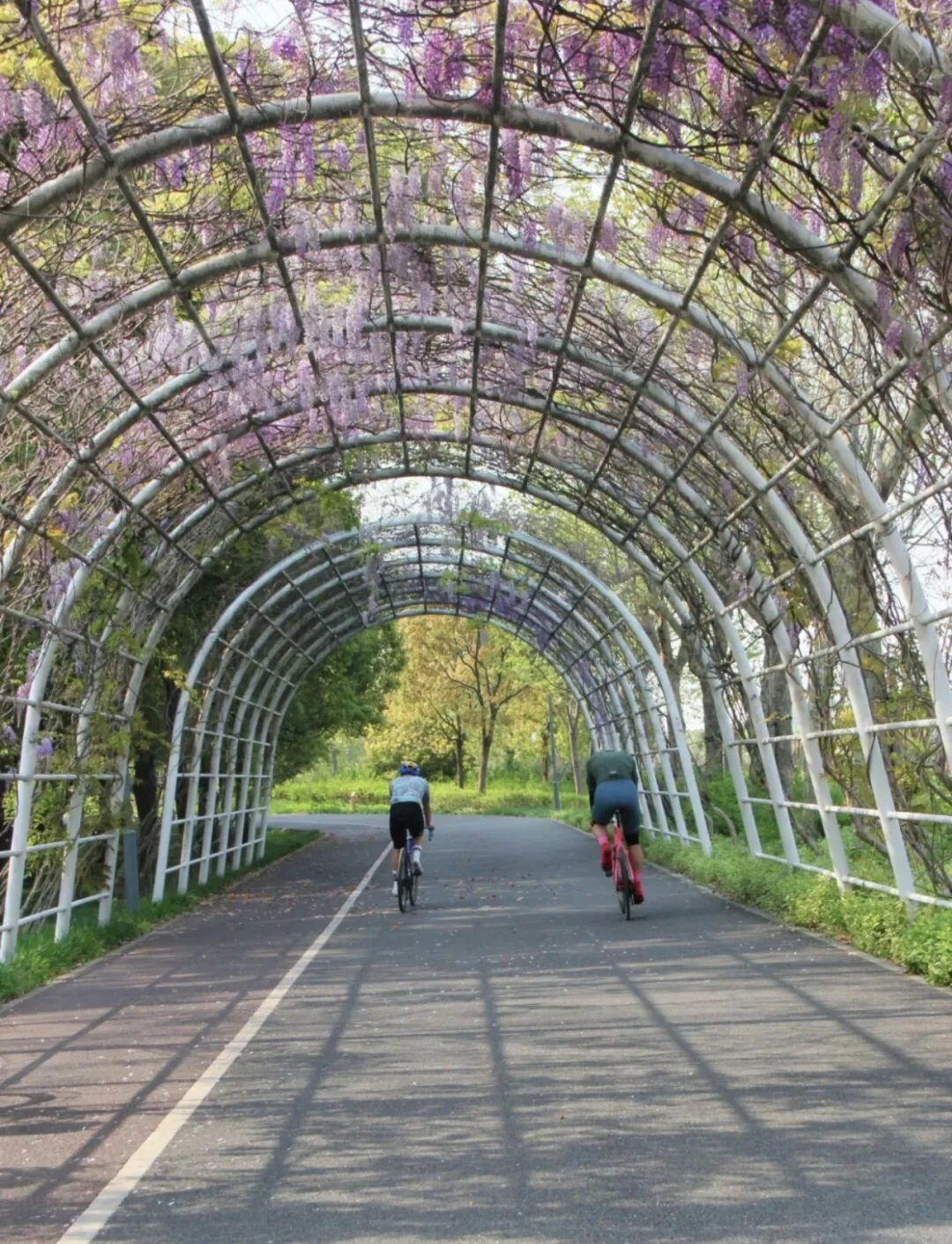 图12 紫藤花架隧道.png