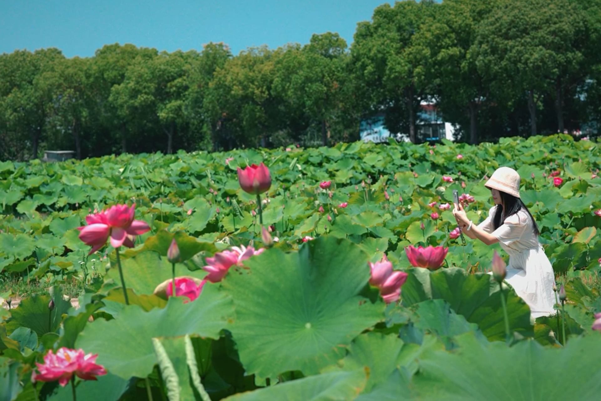 この夏行きたい！上海ハス観賞マップ