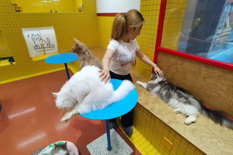 上海のペット経済、商業・文化観光・文化クリエイティブ産業と融合を深化