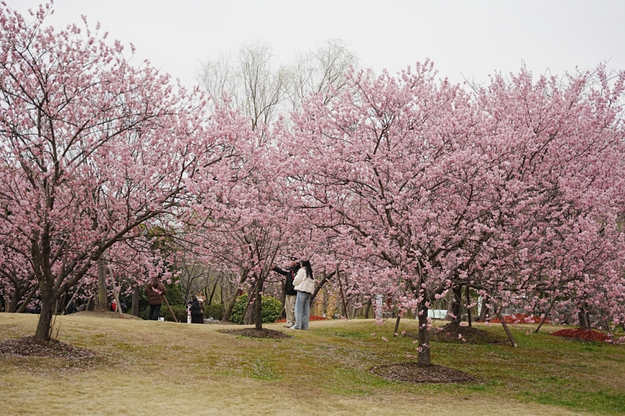2026上海桜祭りがまもなく開幕