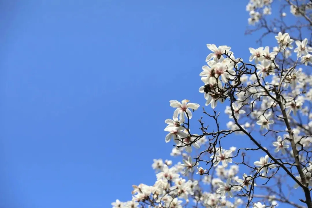 上海のハクモクレンが開花へ