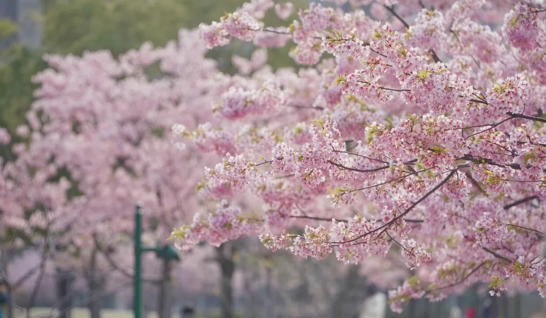 图7 唯美的 “樱花水岸”.png