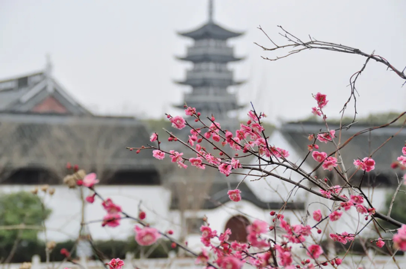 上海の梅の季節、一緒に花見をしよう