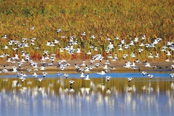 上海野鳥記録種数が543種に増加　多様性が世界のメガシティでもトップクラス