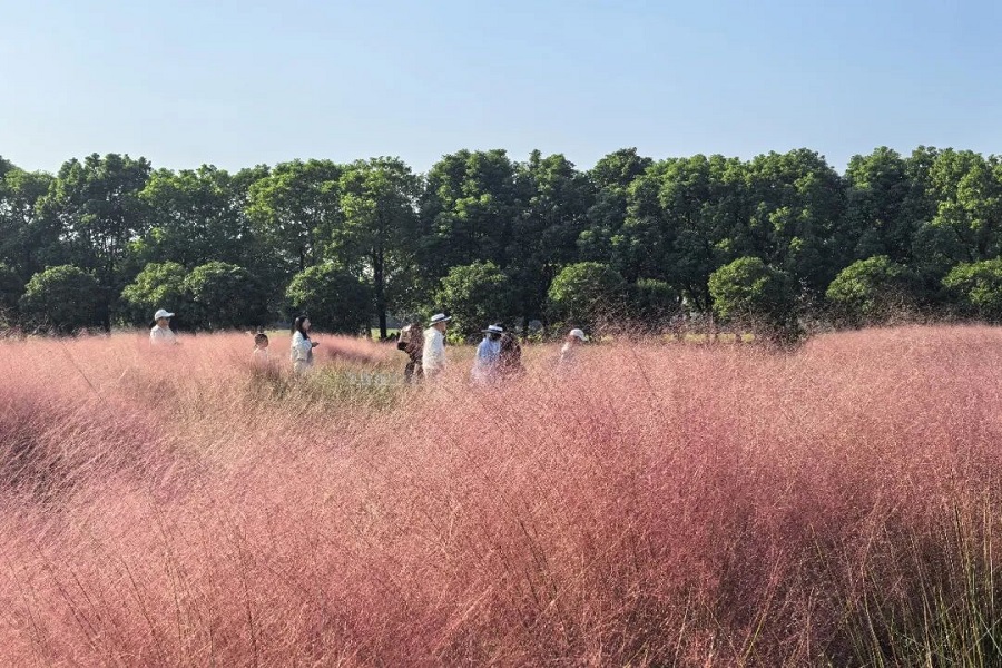 秋の絶景スポット!嘉定に広がるピンクの花畑が見頃に