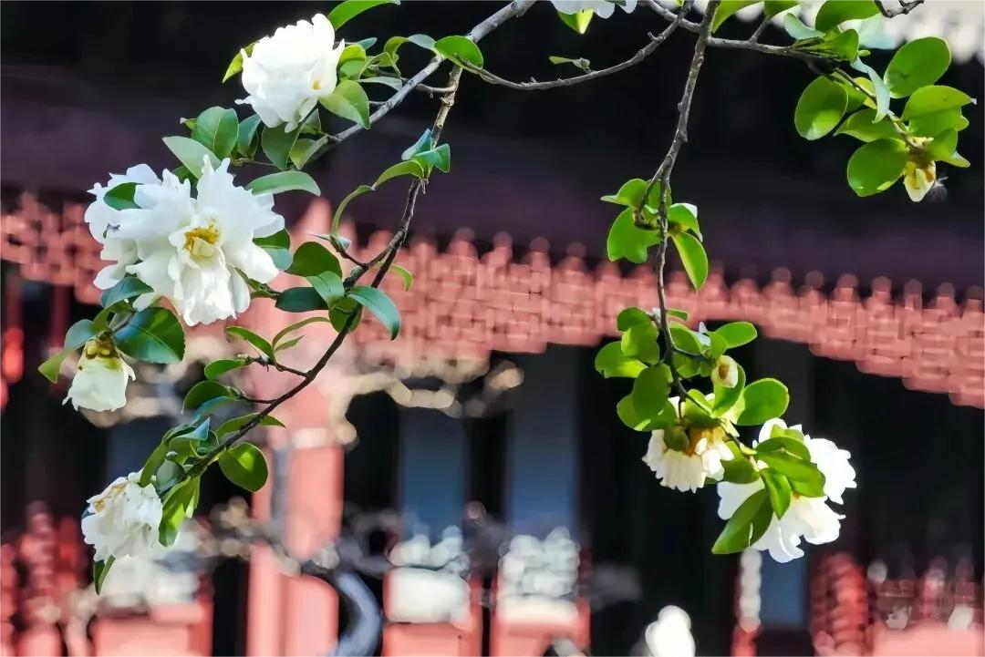 五大古典庭園で上海の春を感じる