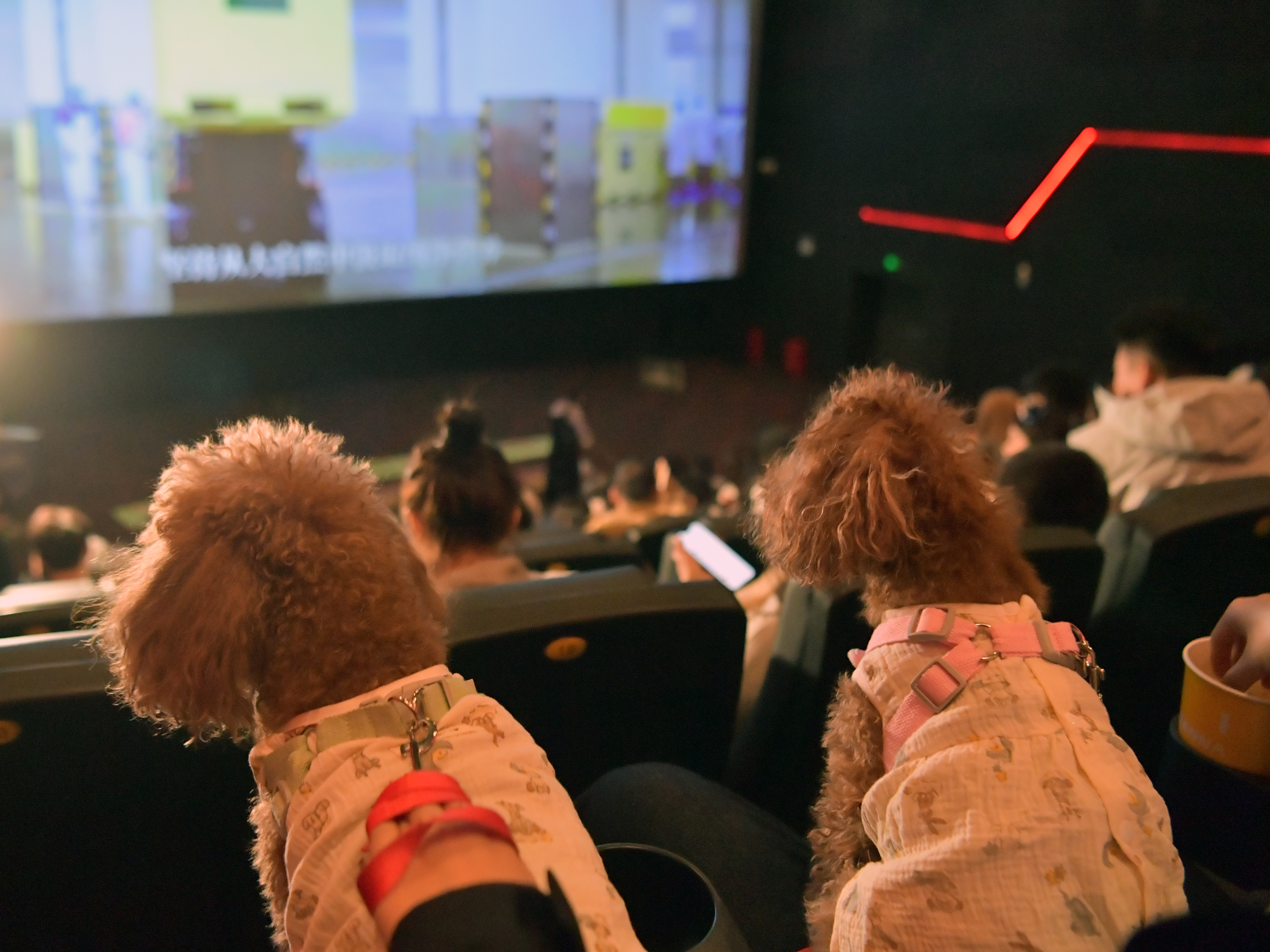 『ズートピア2』がペット同伴専用映画上映会をブームに