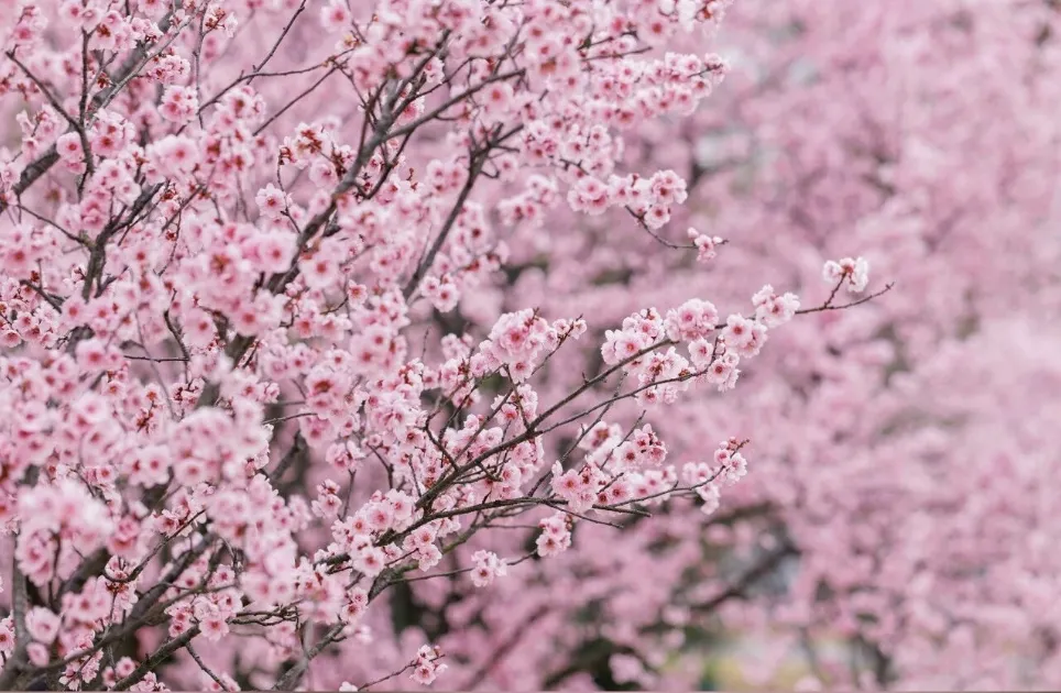 图2 此起彼伏的花海.png