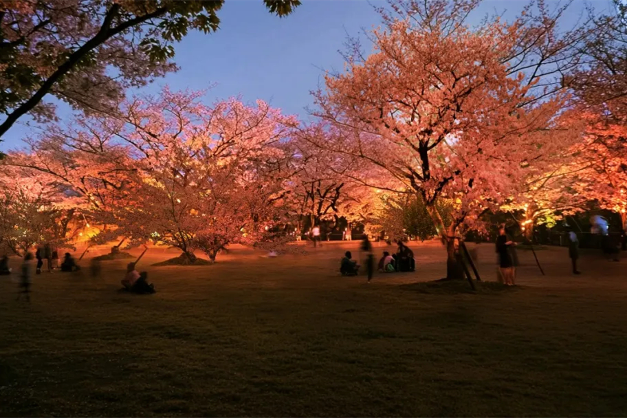 上海桜祭り攻略大公開