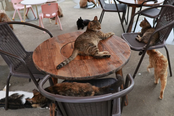 猫岛上的猫咪们.png