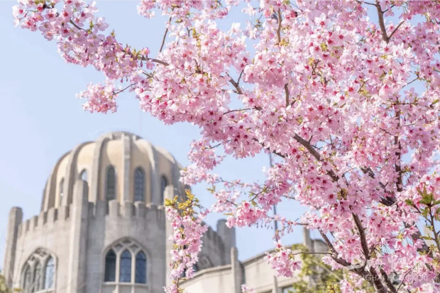 春の花見散歩コース5選