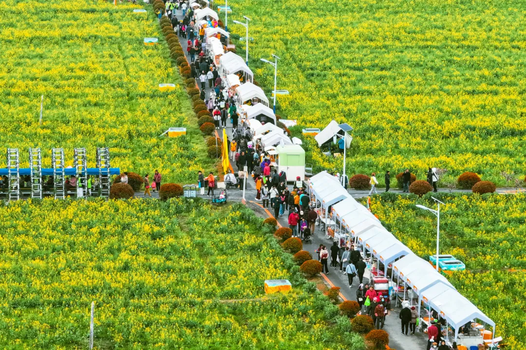 上海農村春の行楽シーズンが3月~5月に開催