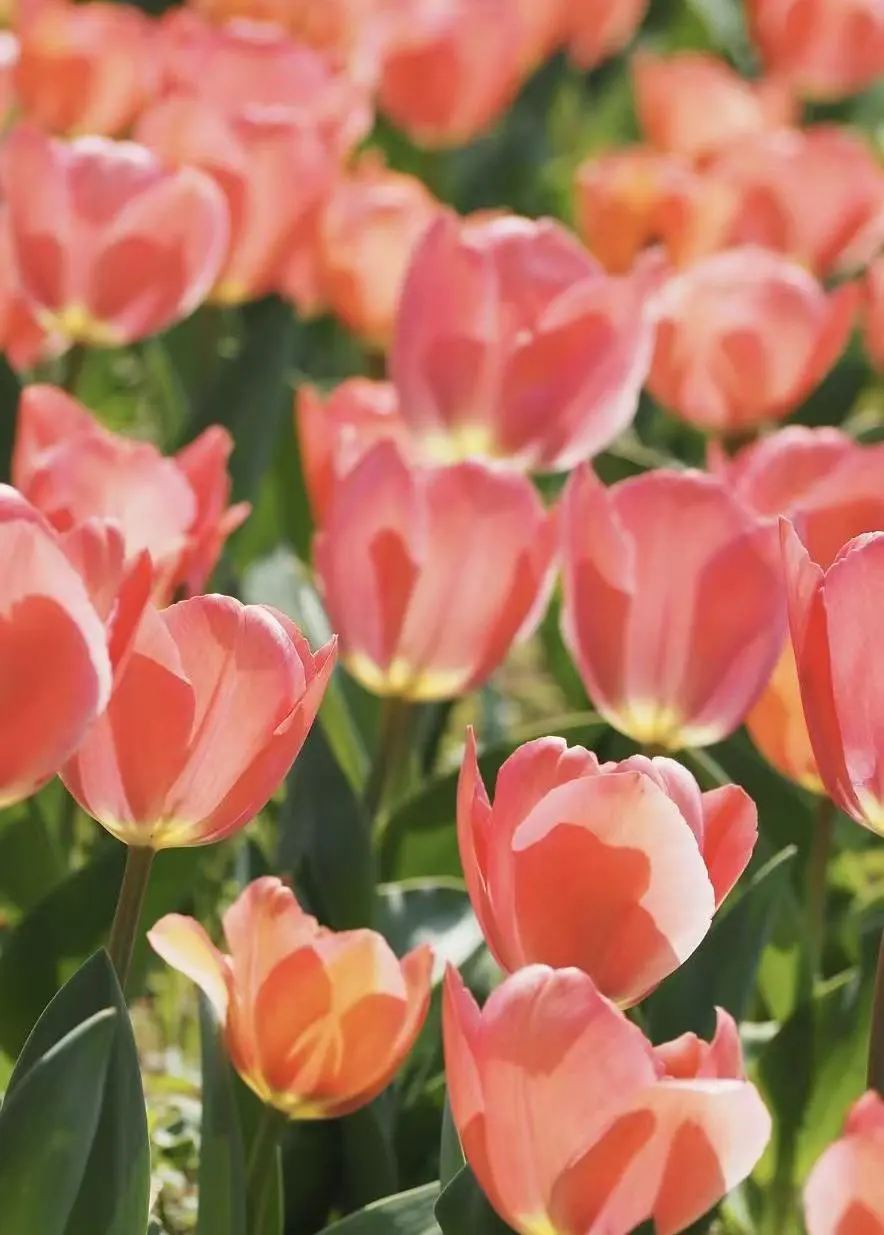 图4 静安雕塑公园中盛放的郁金香.png