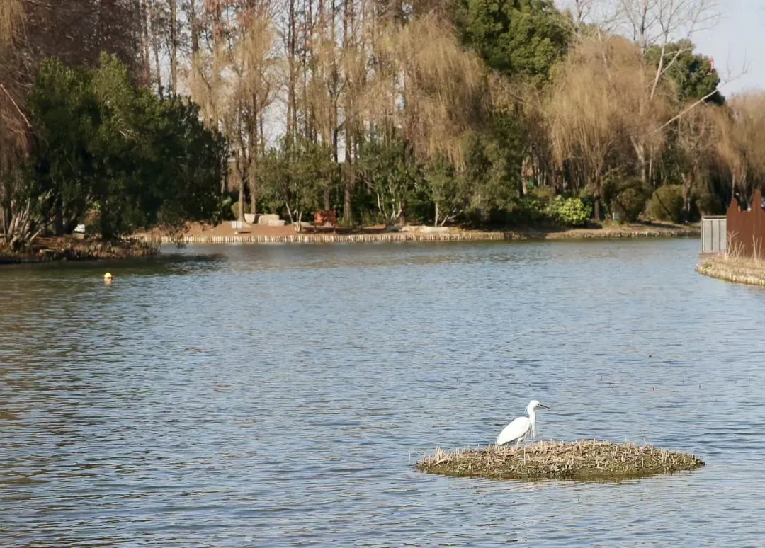 图8 湿地水鸟.png